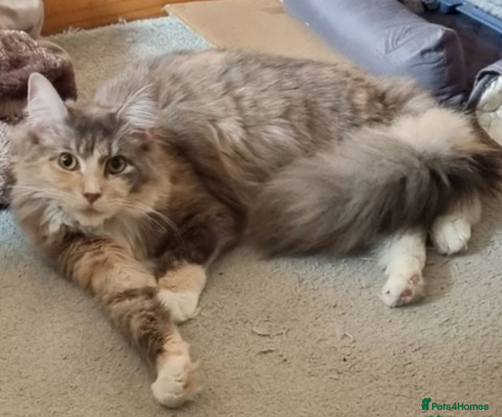 Maine Coon cats Beautiful Female Maine Coon Sisters 18 months old - Advert 1