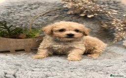 Poochon dogs for sale: Tiny babies ❤️❤️❤️ - Advert 17
