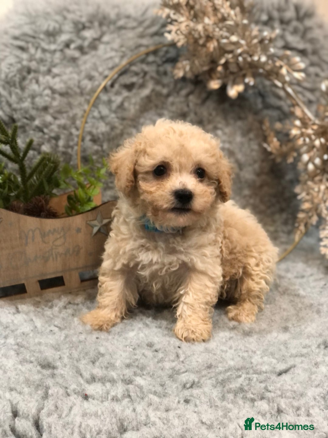 Poochon dogs for sale: Tiny babies ❤️❤️❤️ - Advert 17