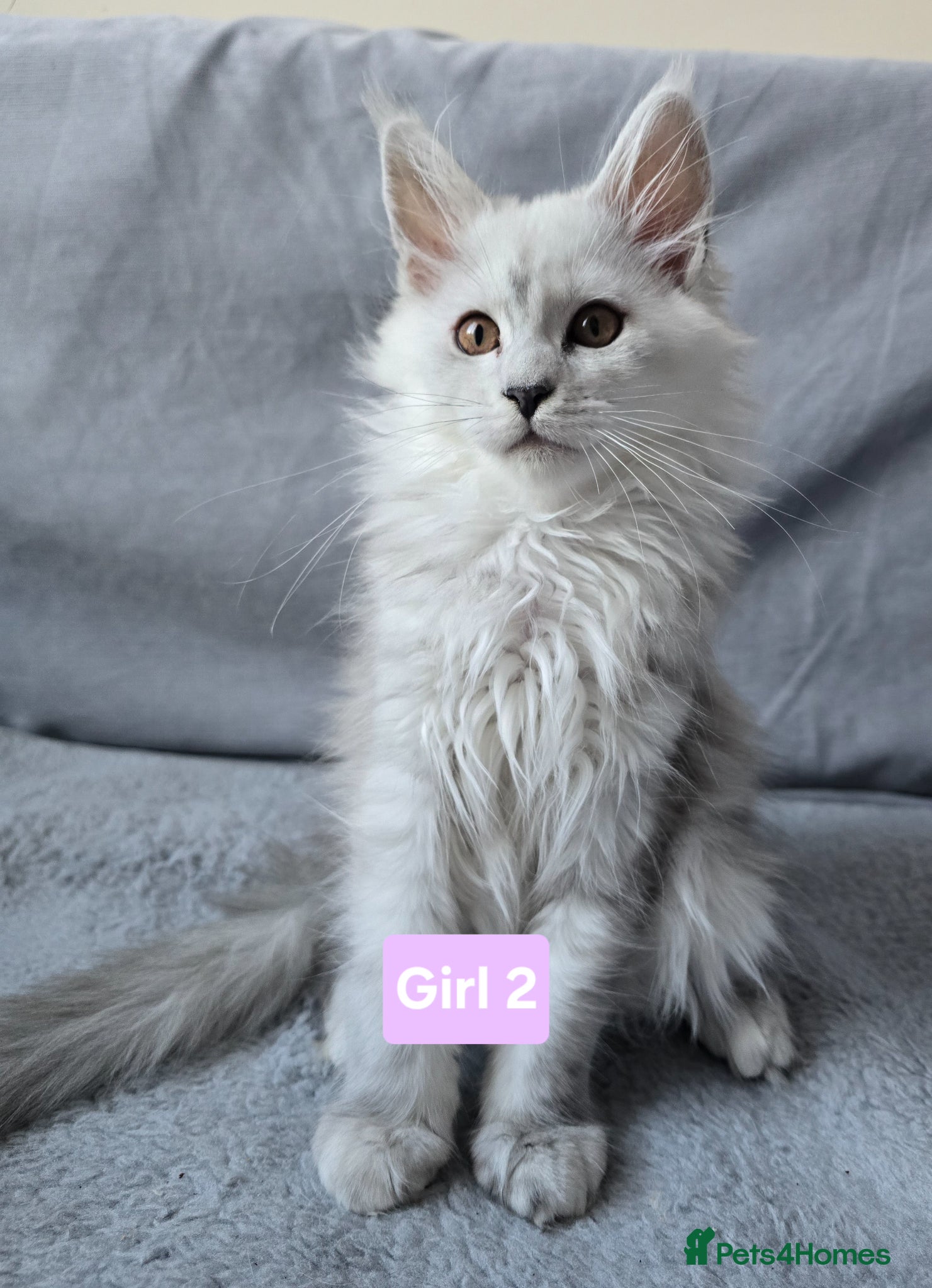 Maine Coon cats Shaded kittens  - Advert 1