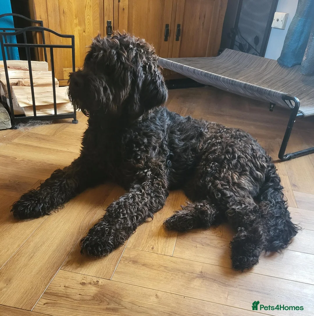Mixed Breed dogs for adoption: ARTIE  - Advert 1
