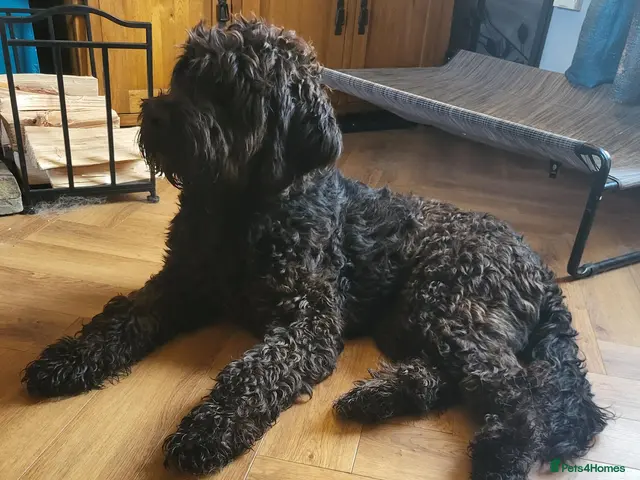 Mixed Breed dogs for adoption: ARTIE - Advert 1