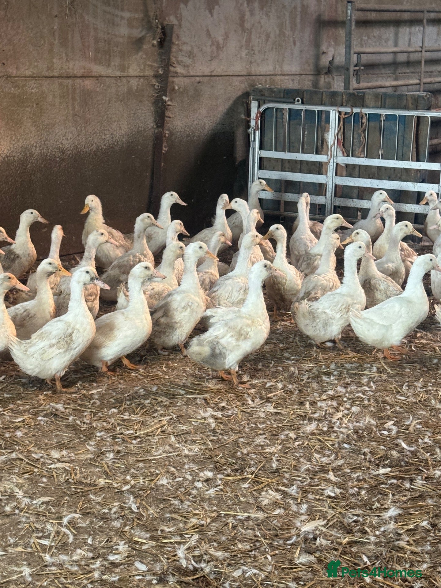 Ducks poultry Female White Cambell laying ducks…. - Advert 2
