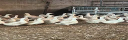 Ducks poultry for sale: Female White Cambell laying ducks…. - Advert 2