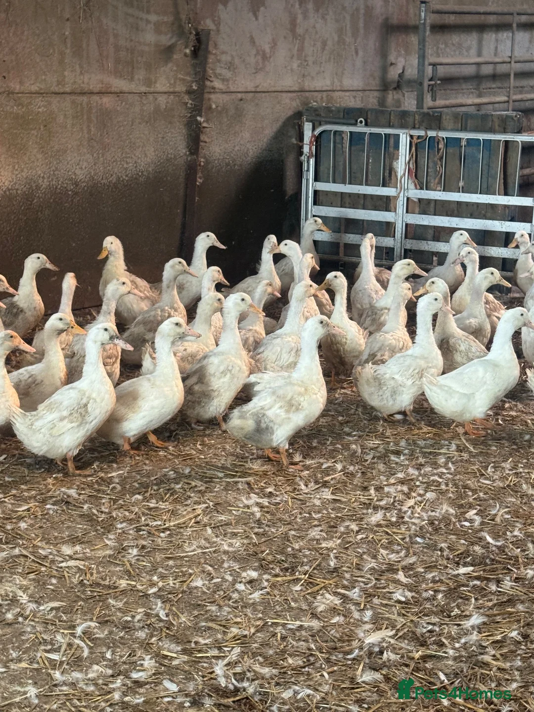 Ducks poultry for sale: Female White Cambell laying ducks…. - Advert 2