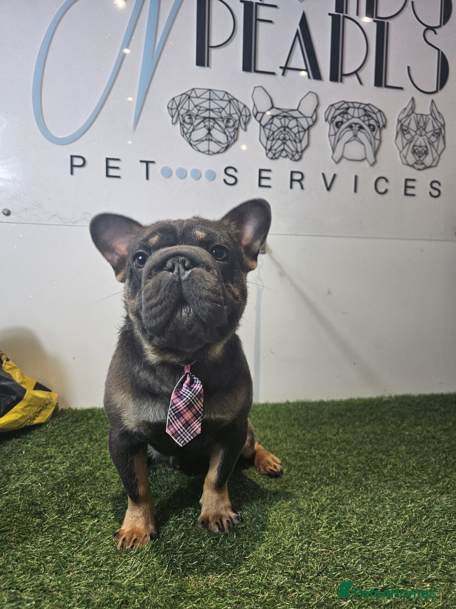 French Bulldog dogs Randy Available for stud - Advert 1