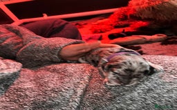 Cockapoo dogs for sale: Beautiful mixed Merle F2B Cockapoos  - Image 7