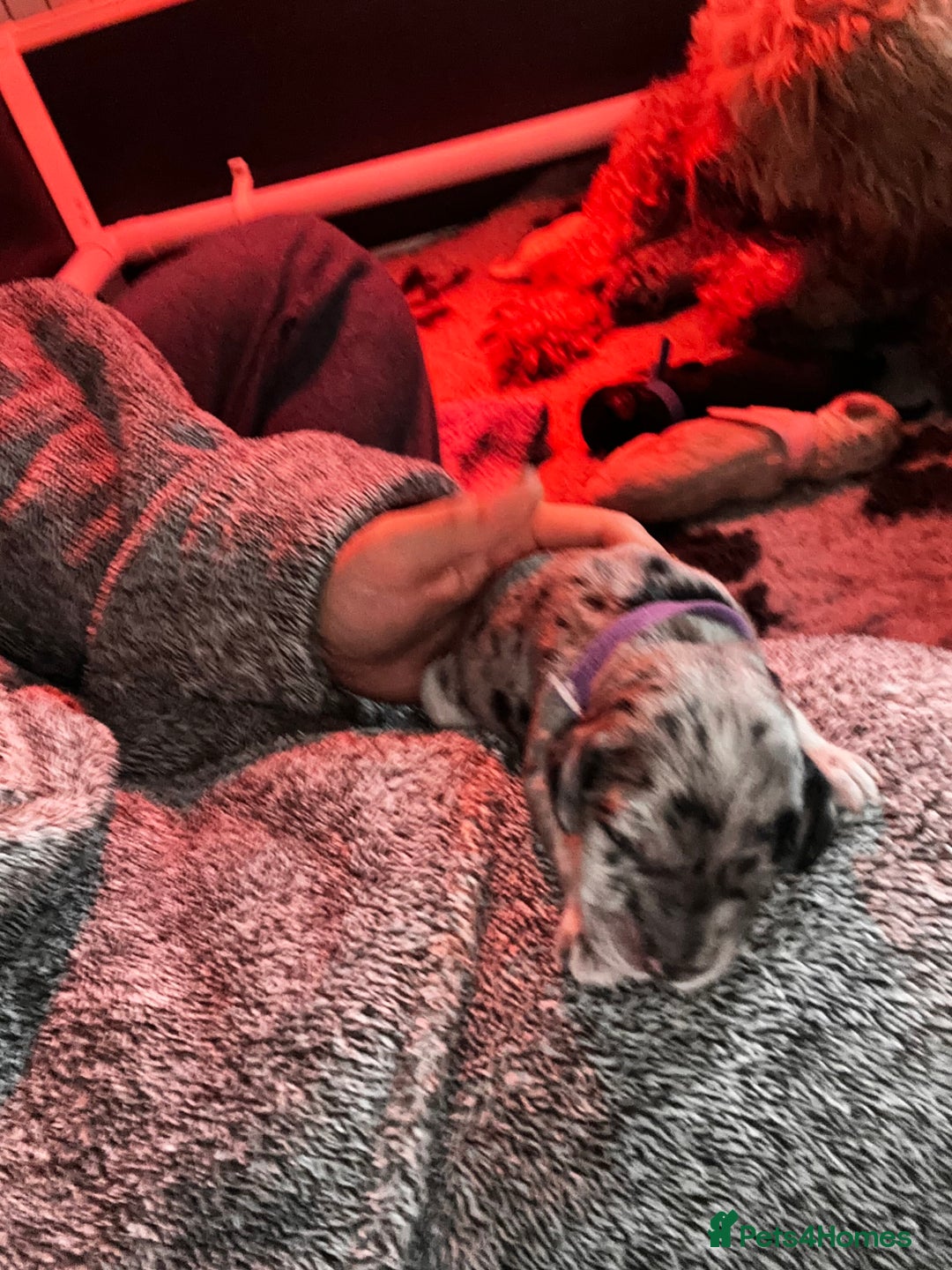 Cockapoo dogs for sale: Beautiful mixed Merle F2B Cockapoos  - Image 7