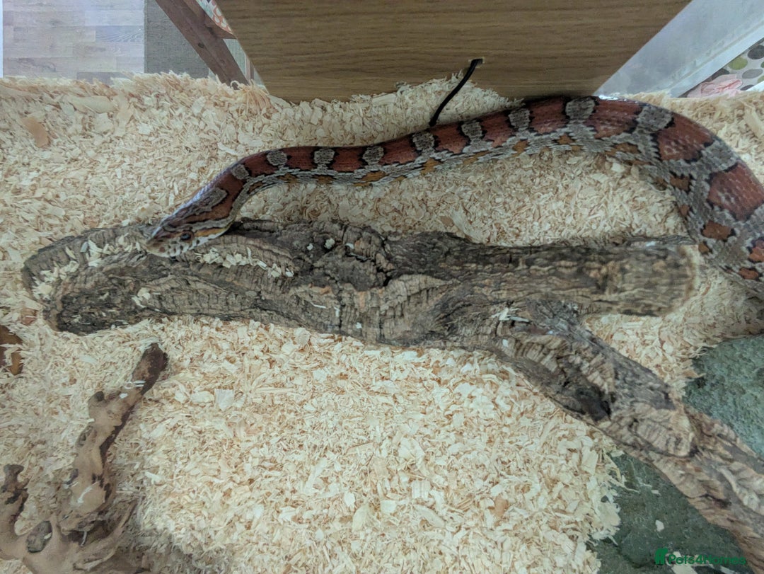 Corn Snake reptiles for sale: Corn Snake - Image 7