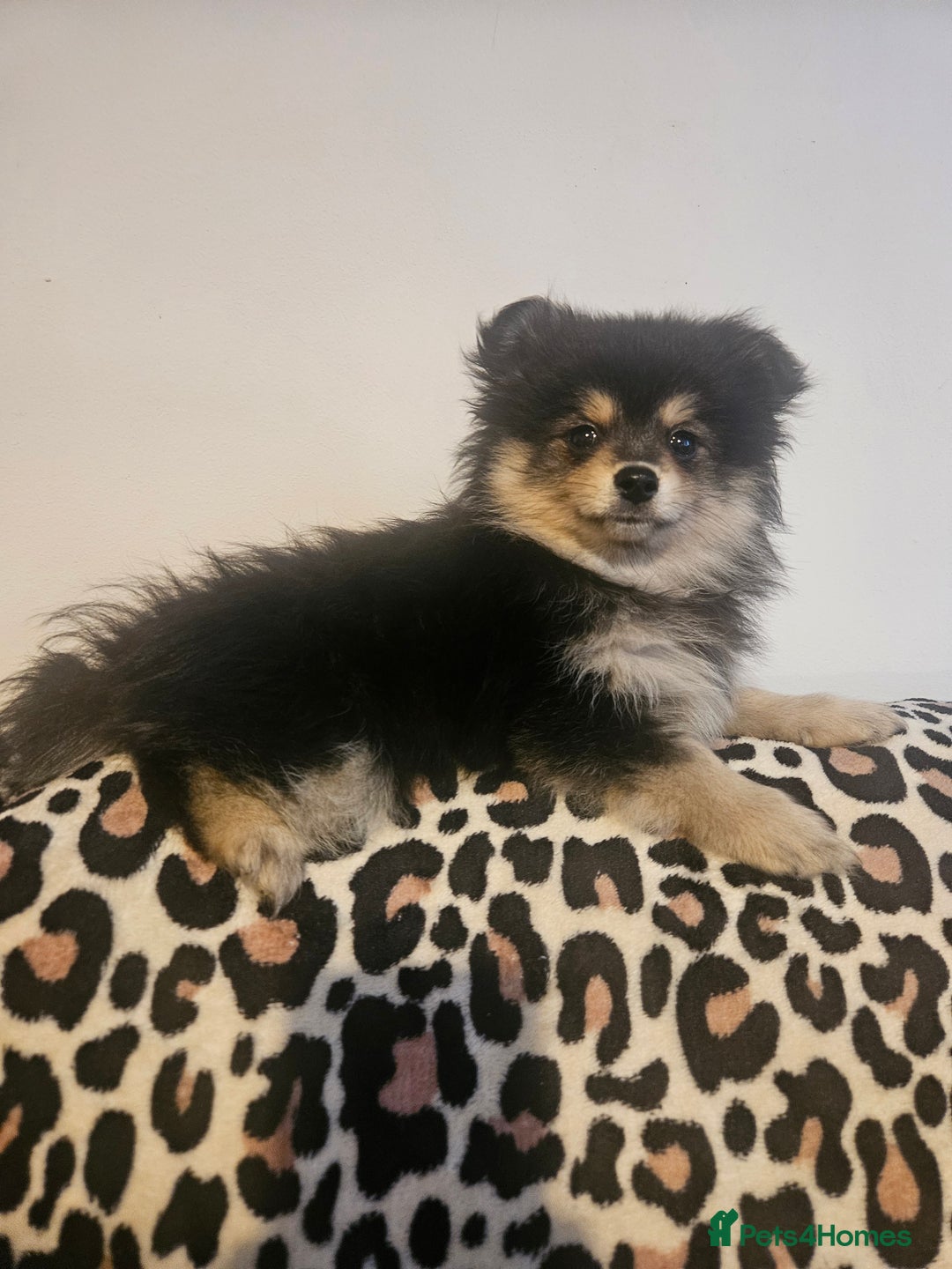 Pomeranian dogs for sale: Pomeranian black tan girl - Image 3