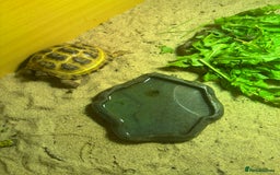 Tortoise reptiles for sale: Tortoise age 4 - Image 4