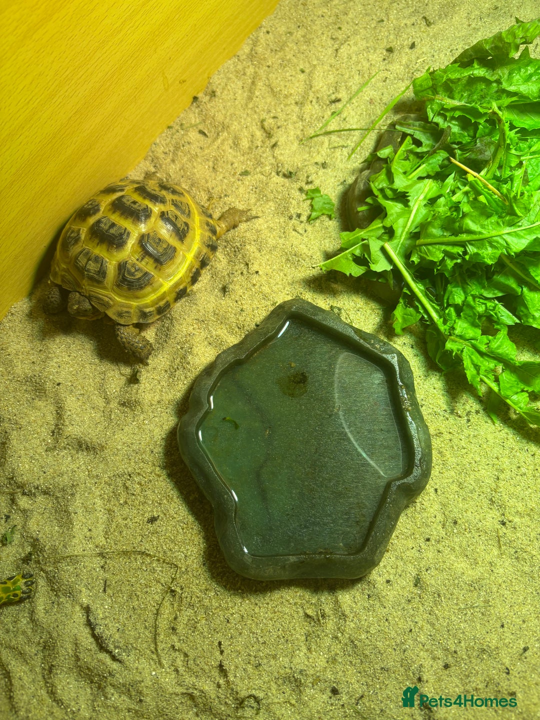 Tortoise reptiles for sale: Tortoise age 4 - Image 4