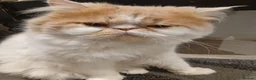 Persian cats for stud: Miss  - Advert 1