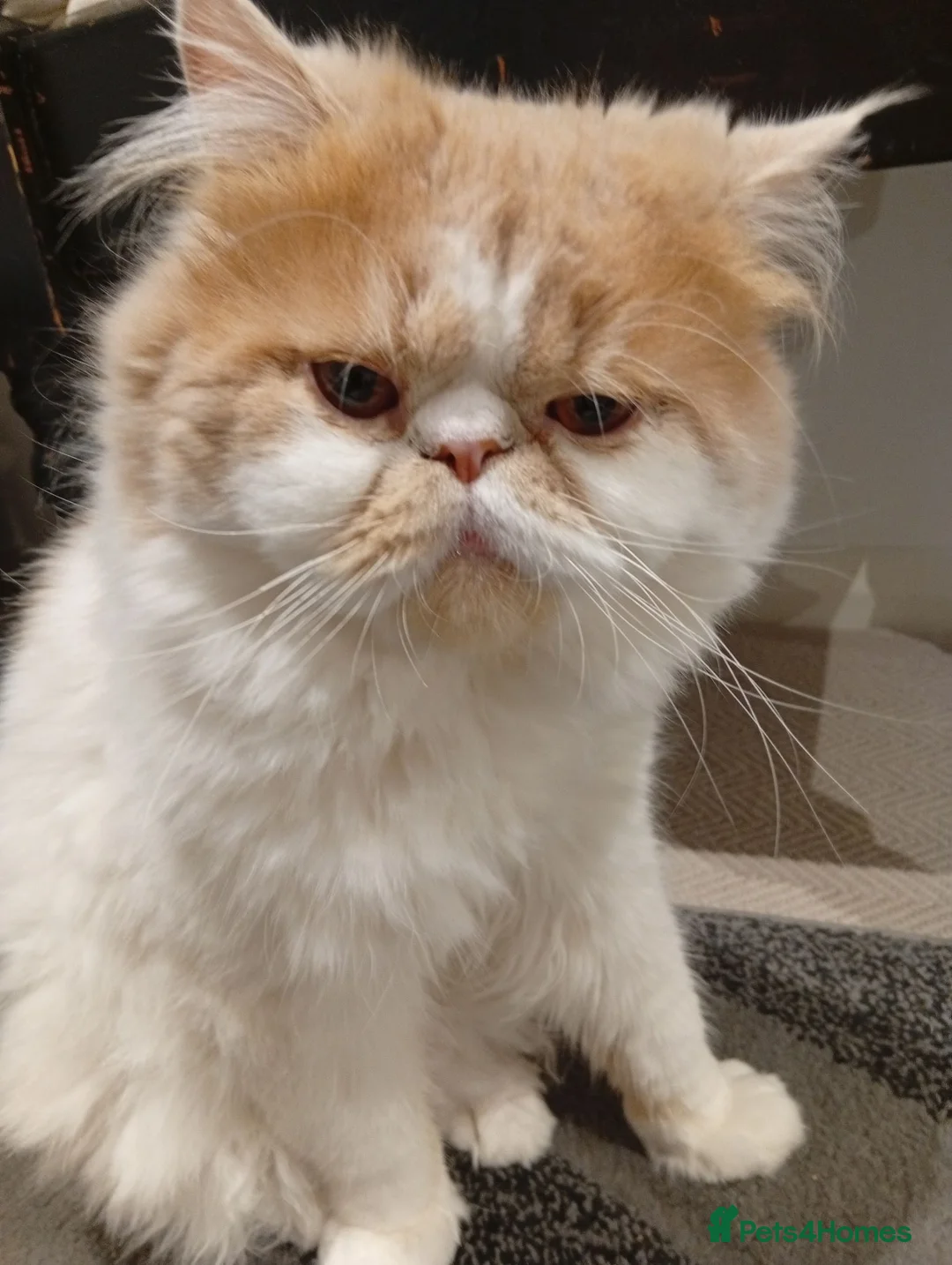 Persian cats for stud: Miss  - Advert 1