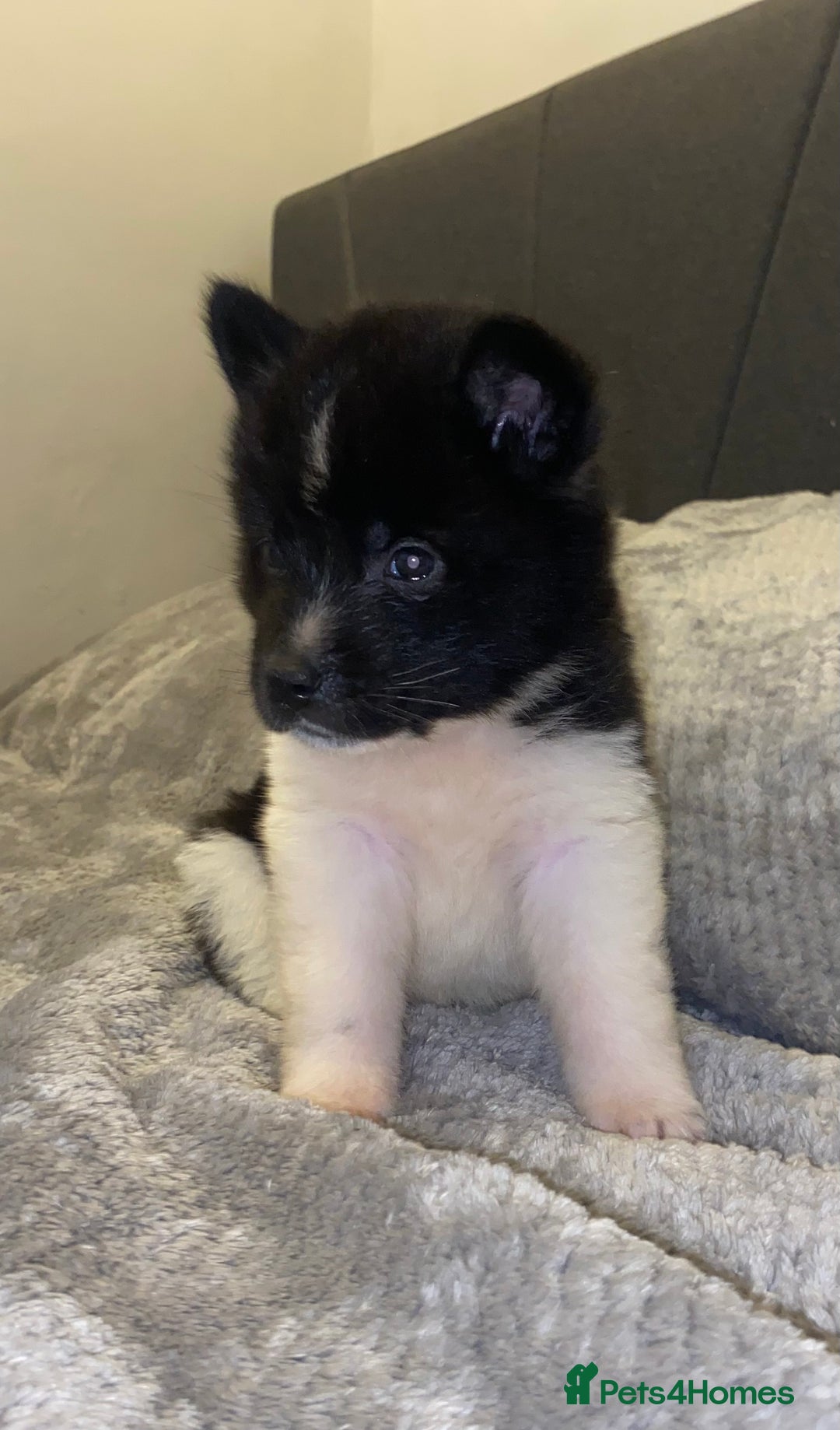 Akita dogs for sale: Beautiful American Akita Puppies 9 Boys 3 Females  - Advert 39
