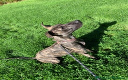 Mixed Breed dogs for sale: 2 x 9 month Lurcher x bullmastiff  - Image 5