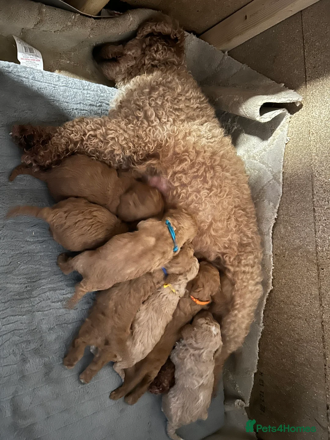 Cavapoo dogs for sale: Adventures of a curly cavapoo no further  - Advert 1