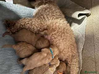 Cavapoo dogs Adventures of a curly cavapoo no further - Advert 1