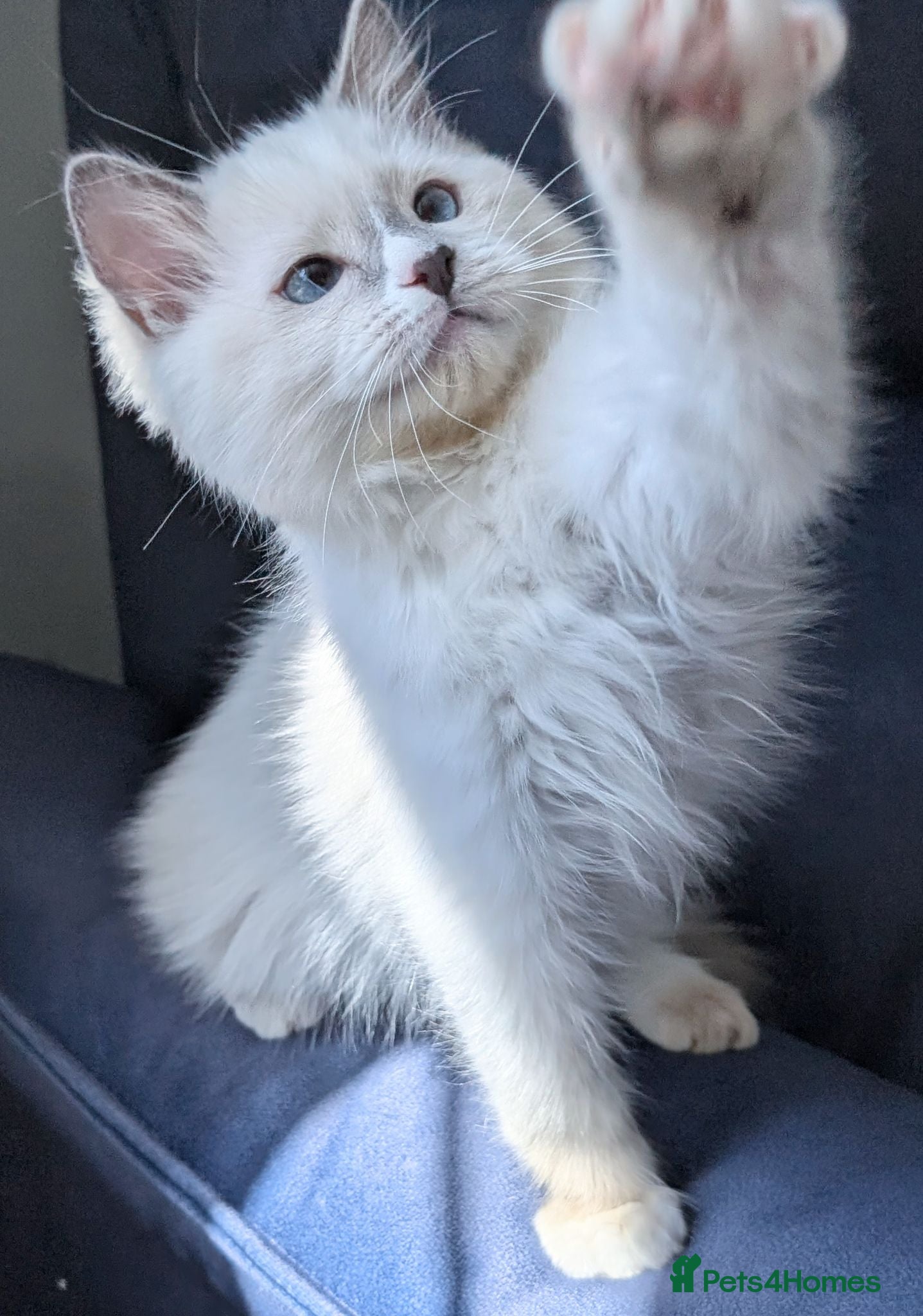 Ragdoll cats Champion EU pedigree TICA Ragdoll kitten  - Advert 13