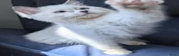 Ragdoll cats for sale: Champion EU pedigree TICA Ragdoll kitten  - Advert 5