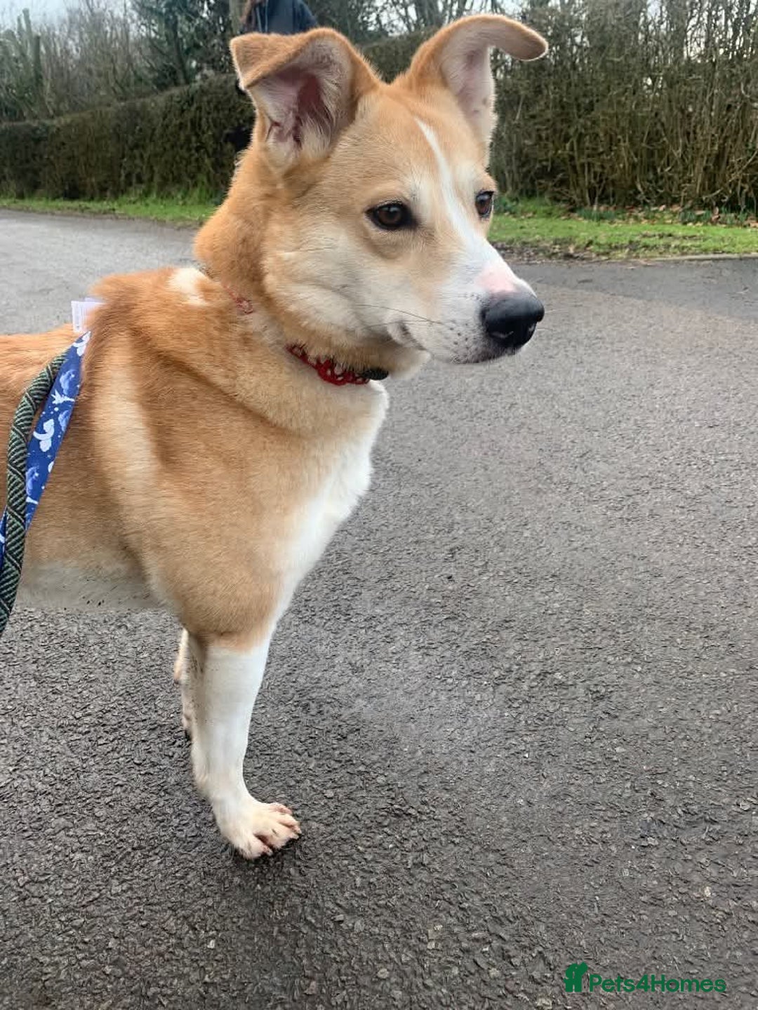 Mixed Breed dogs for adoption: Meet Honey, currently residing in Cheshire  - Image 6