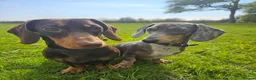Dachshund dogs for sale: Ted & Milo - Advert 1