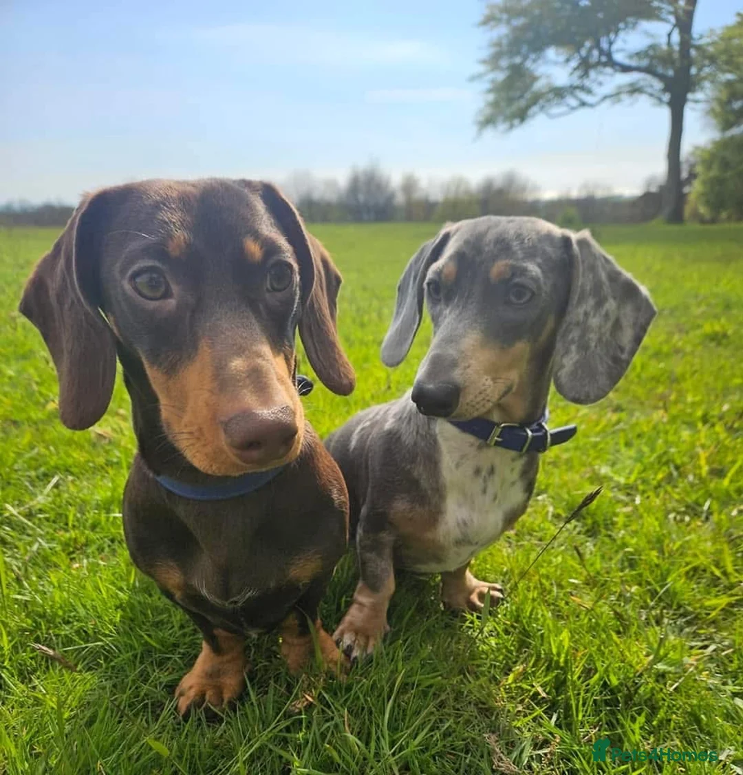 Dachshund dogs for sale: Ted & Milo - Advert 1