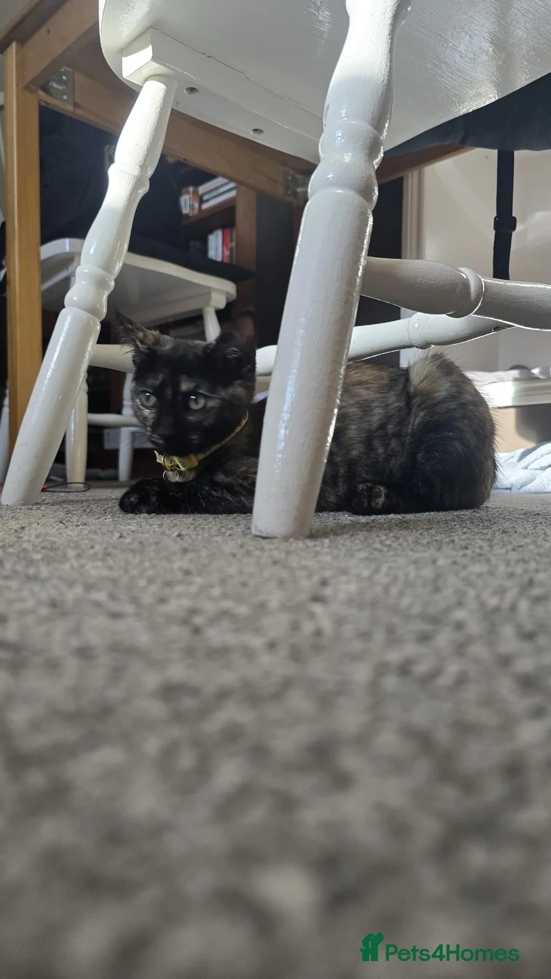Mixed Breed cats for sale: 4-5month female kitten in Bexleyheath - Advert 9