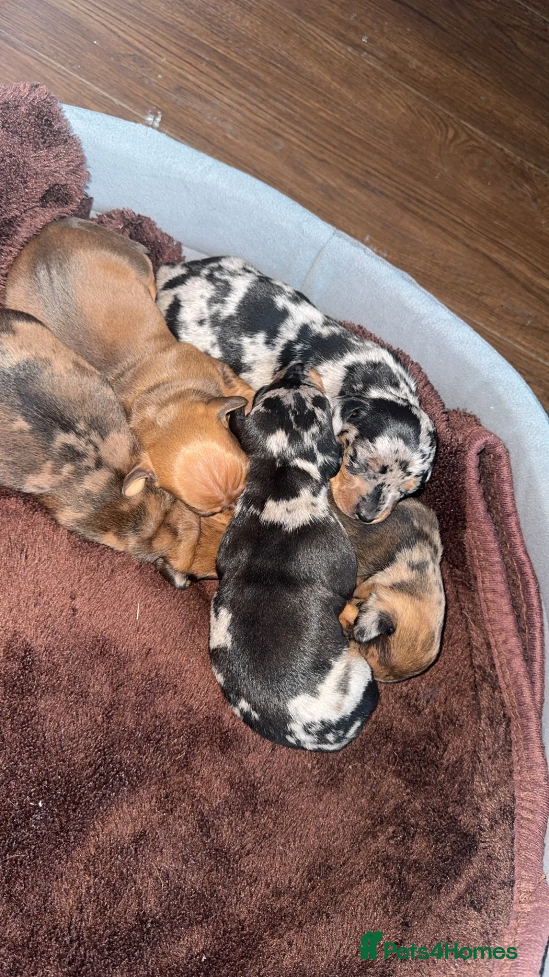 Dachshund dogs for sale: Dachshund Puppies  - Advert 7