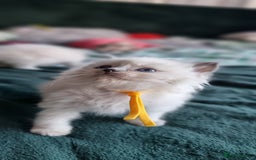 Ragdoll cats for sale: Adorable Ragdoll Kittens - READY NEXT WEEK - Image 6