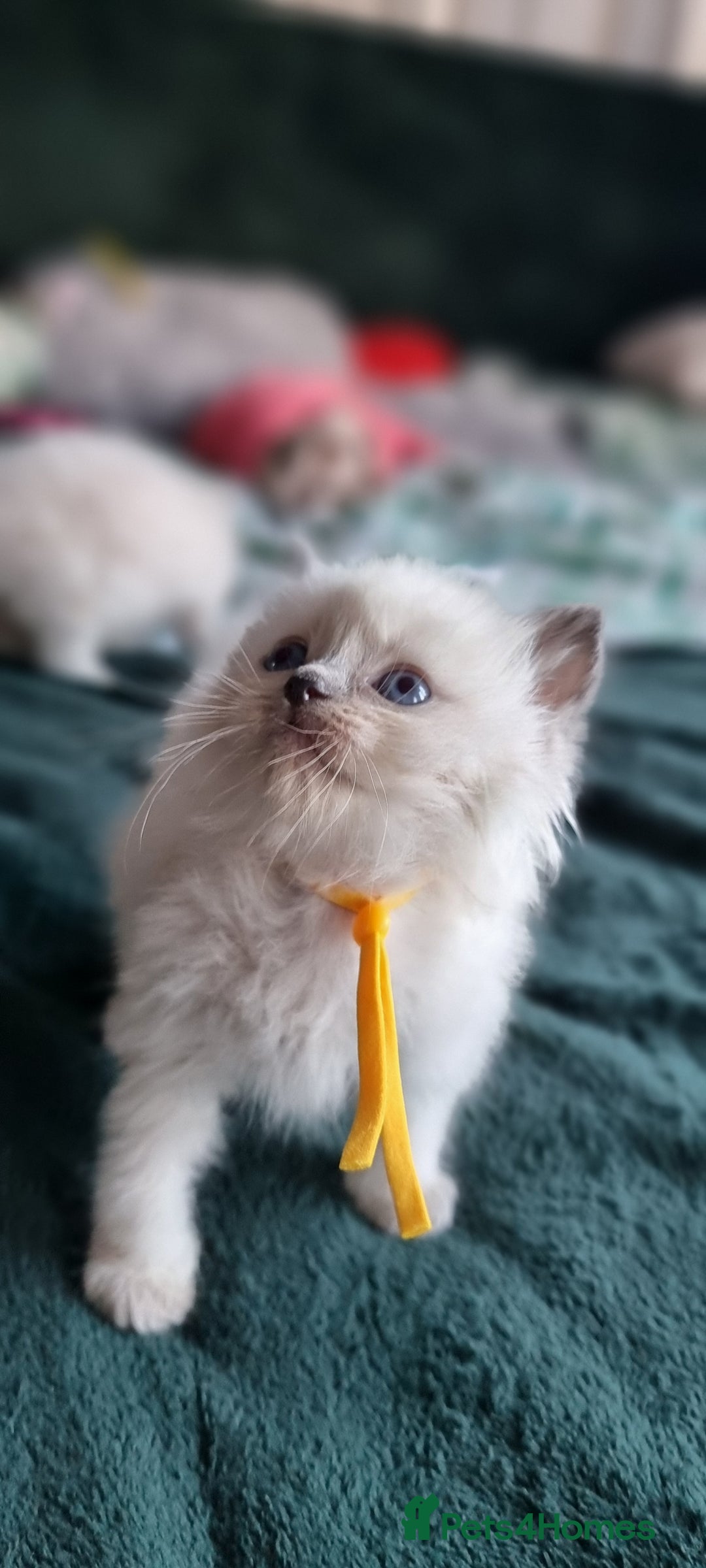 Ragdoll cats for sale: Adorable Ragdoll Kittens - READY NEXT WEEK - Image 6