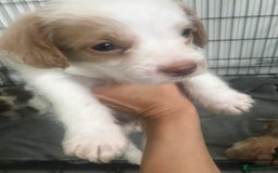 Mixed Breed dogs for sale: Mini poodle mix pups ready for forever homes - Image 7