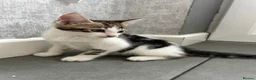 Mixed Breed cats for sale: Two gorgeous boy kittens ready to leave  - Advert 18