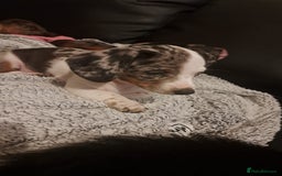 Miniature Dachshund dogs for sale: 3 STUNNINGLY ADORABLE MINIATURE DACHSHUND PUPPIES  - Image 7