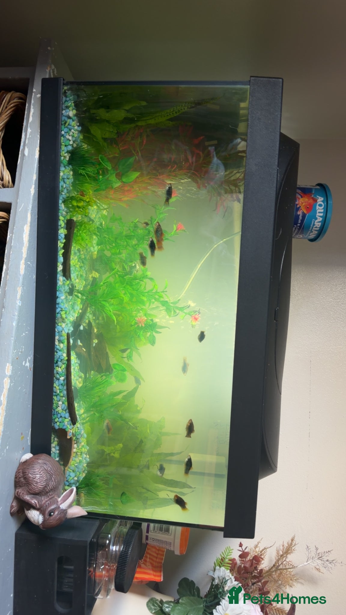 Platies fish Fish tank full set up also fish and shrimp  - Advert 2