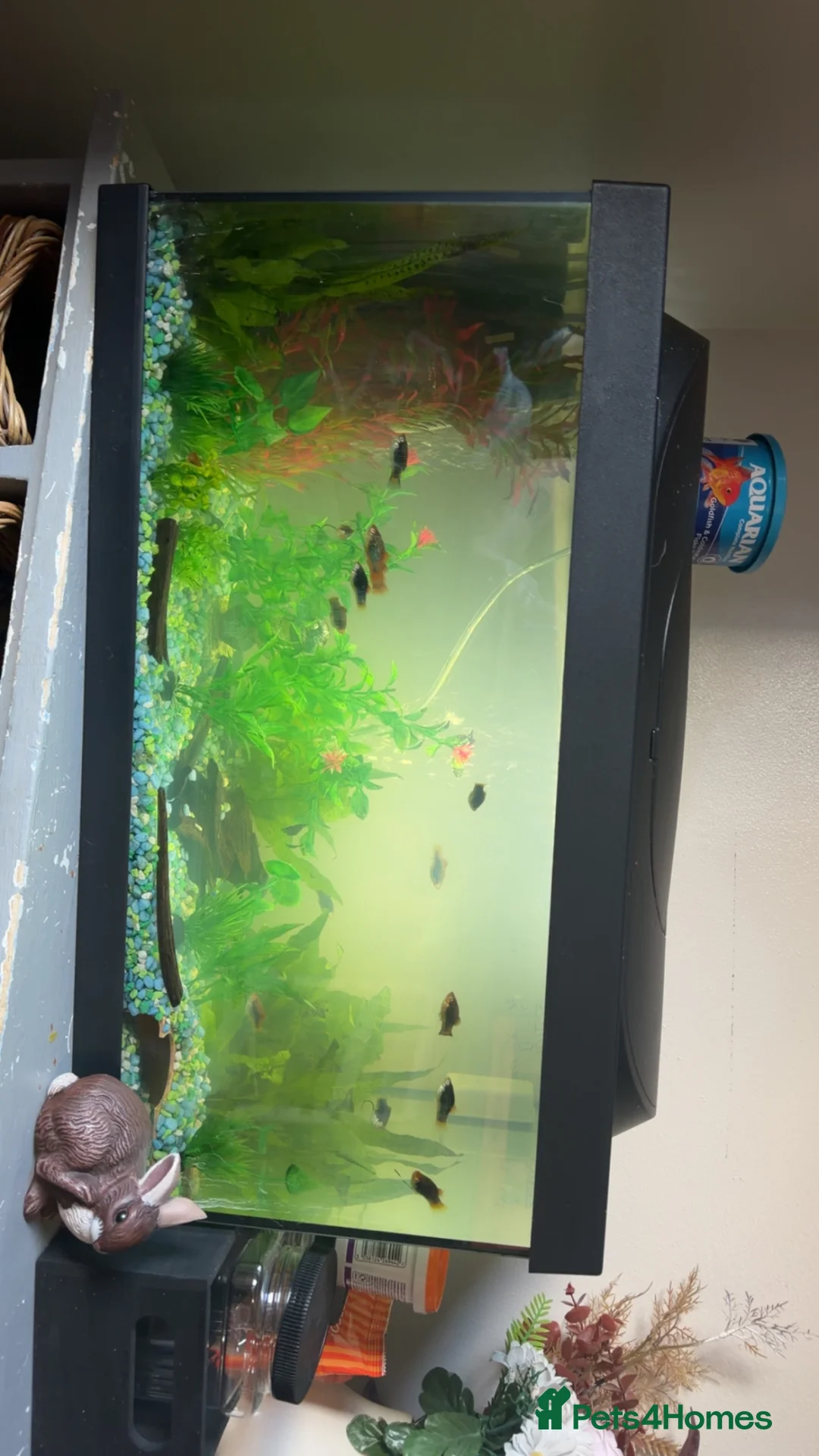 Platies fish for sale: Fish tank full set up also fish and shrimp  - Advert 2
