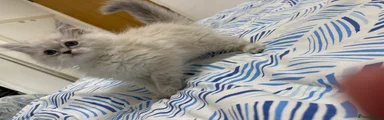 Ragdoll 3