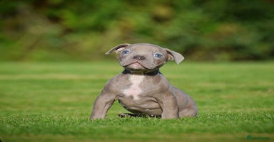 Olde English Bulldogge dogs - Advert 3