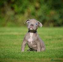 Olde English Bulldogge dogs - Advert 3