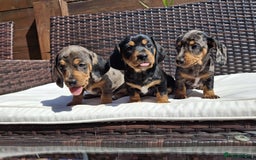 Dachshund dogs for sale: Dachshund puppies 🐶  - Image 3