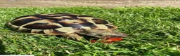 Tortoise reptiles for sale: Hermann Tortoise - 1 year old in Barry - Advert 1