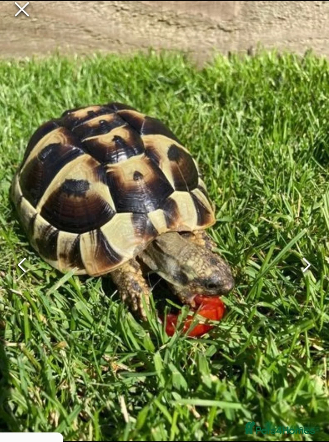 Tortoise reptiles for sale: Hermann Tortoise - 1 year old in Barry - Advert 1