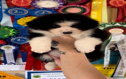 Australian Shepherd dogs for sale: 3 remaining- Beautiful Australian Shepherds  - Image 2