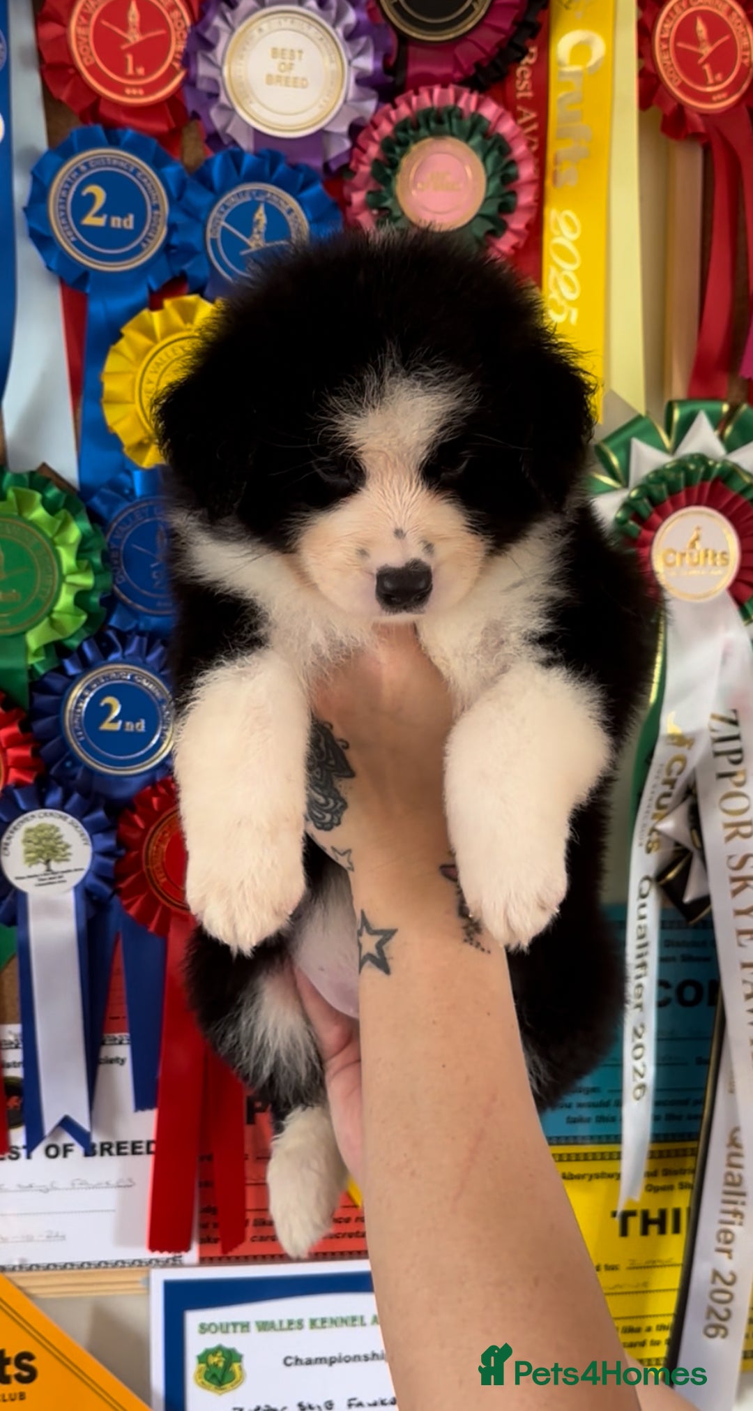Australian Shepherd dogs for sale: 3 remaining- Beautiful Australian Shepherds  - Image 2