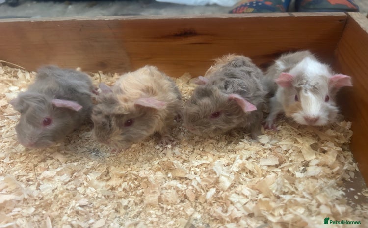 Guinea Pig rodents - Advert 1