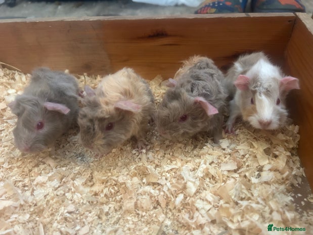 Guinea Pig rodents - Advert 1