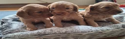 Cockapoo dogs for sale: F1b Cockapoo puppies - Advert 7