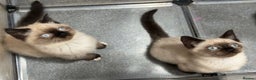 British Shorthair cats for sale: TICA Active BSH Colourpoint Kittens - Advert 12