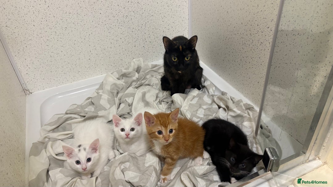 British Shorthair cats for sale: Kittens for sale  - Image 2