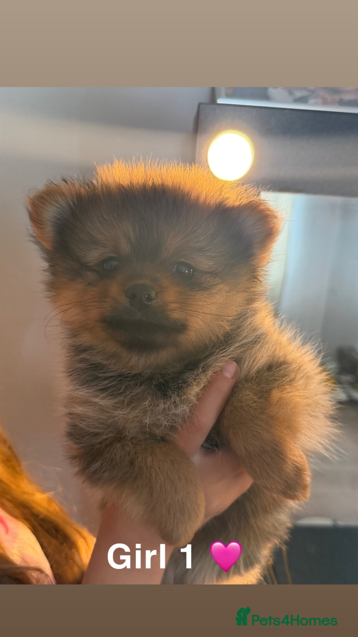 Pomeranian dogs 3 Beautiful Pom Pups 🩷🩵 - Advert 1